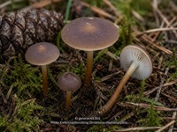 Milder Kiefern-Zapfenrübling1